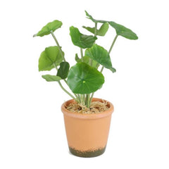 Homla Semela Artificial Flower Green 25 cm