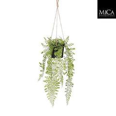 Adiantum Hanging In Pot Green - L47Xd20Cm