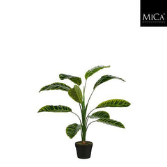 Calathea Zebrina In Pot Green - H90Xd60Cm
