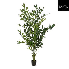 Fishtail Palm In Pot Green - H190Xd120Cm