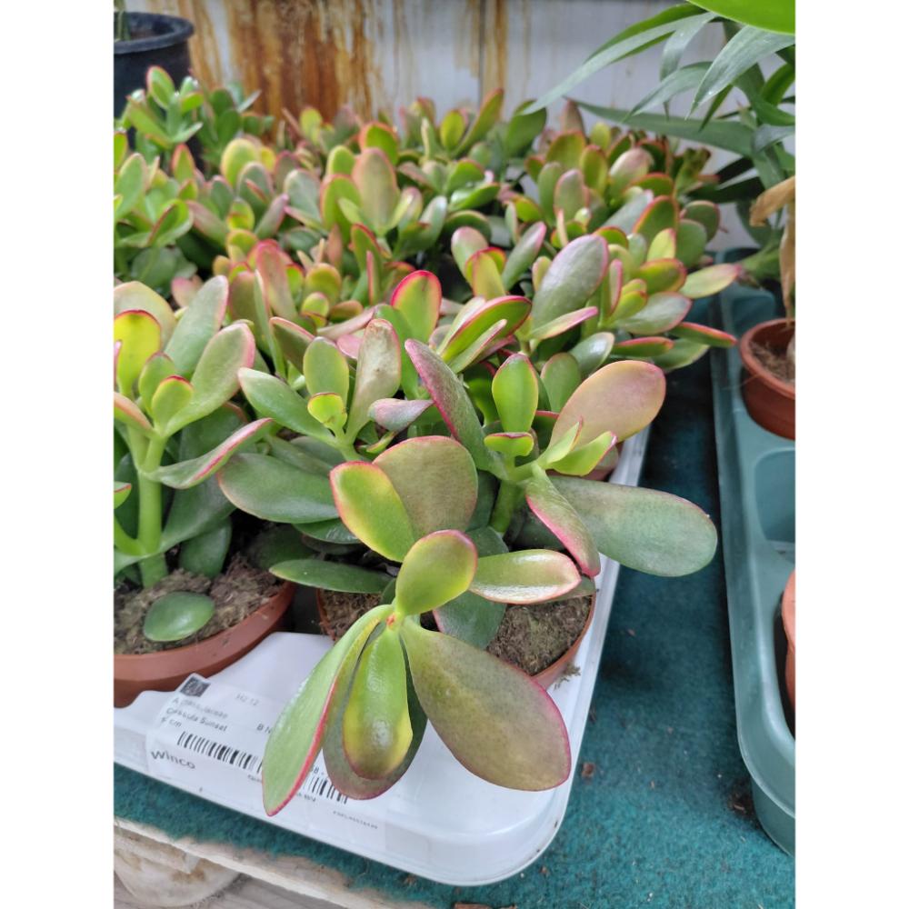 P083194