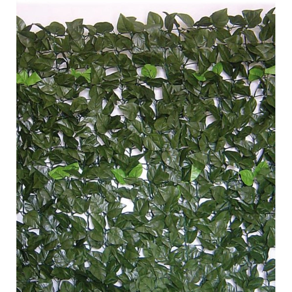 Evergreen Hedge Lauro 1,5X3Mt