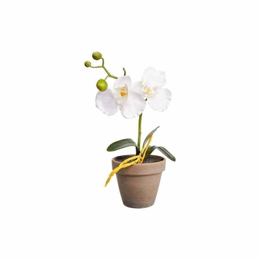 PHALAENOPSIS WHITE IN POT STAN GREY D9CM - H26XD12CM
