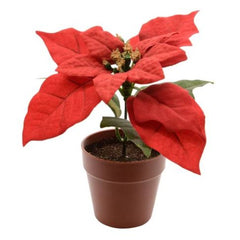 Everlands Poinsettia in Pot 30cm - Red