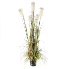 PLUME GRASS FOXTAIL WHITE IN POT - H81XD45CM