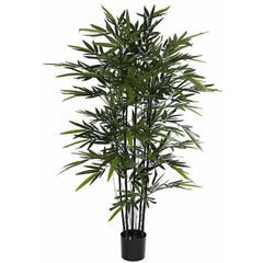 BAMBOO BLACK IN PLASTIC POT - H150XD75CM