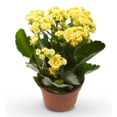 Kalanchoe Succulent Plant