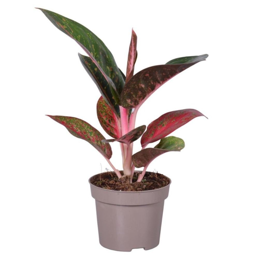 Aglaonema Plant 12cm