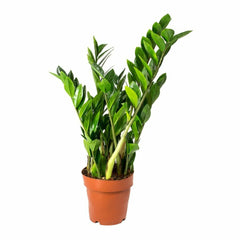 Zamioculcas Plant