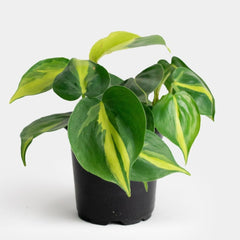 Philodendron Brazil Plant