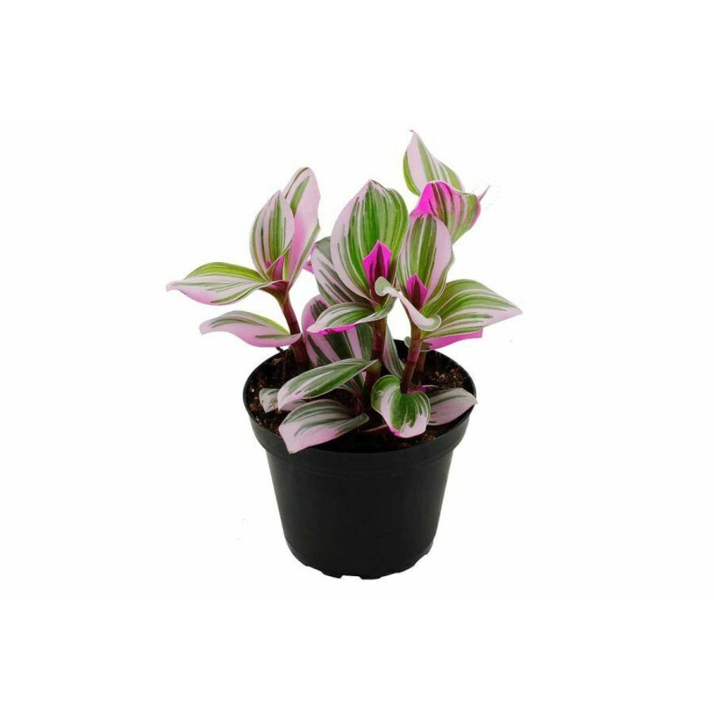 Tradescantia Nanouk 7cm