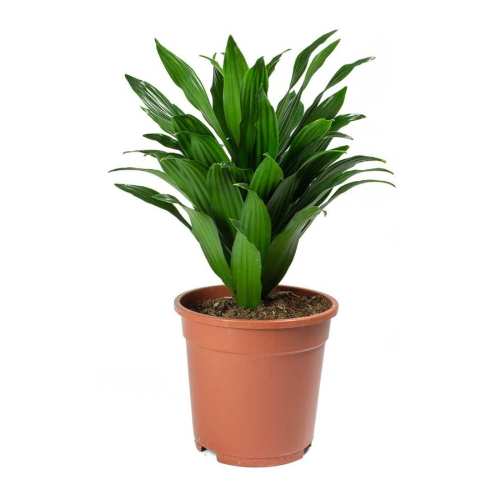 Dracaena Mixed Single Head