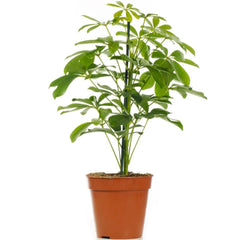 Schefflera Plant 13cm