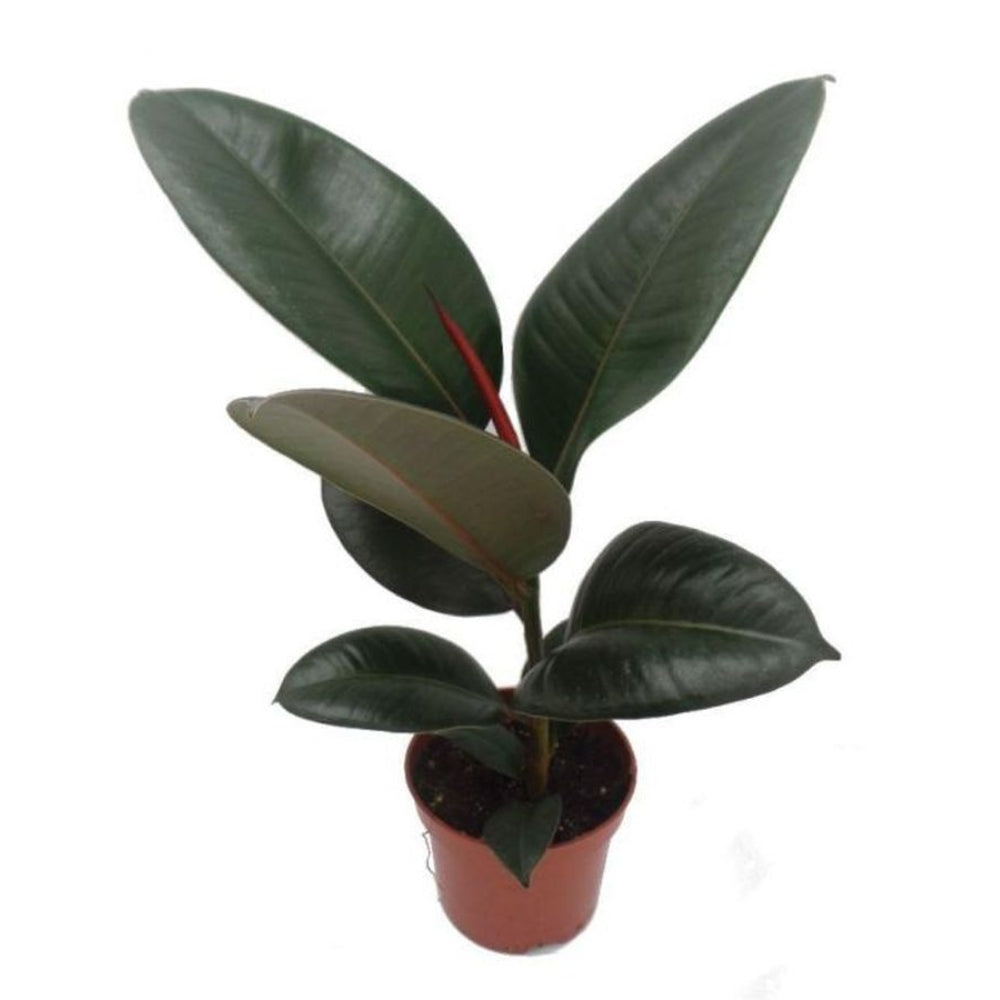 Ficus Elastica Plant 12cm