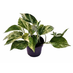 Epipremnum Marble Queen Plant