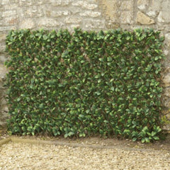 Hedge Fence Laurel 100 x 200cm