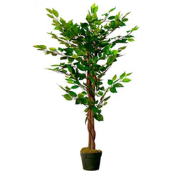 FICUS IN POT GREEN - H150XD50CM
