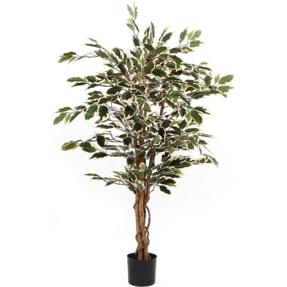 Mica Decorations Ficus Geen Variegated - h110xd70cm,