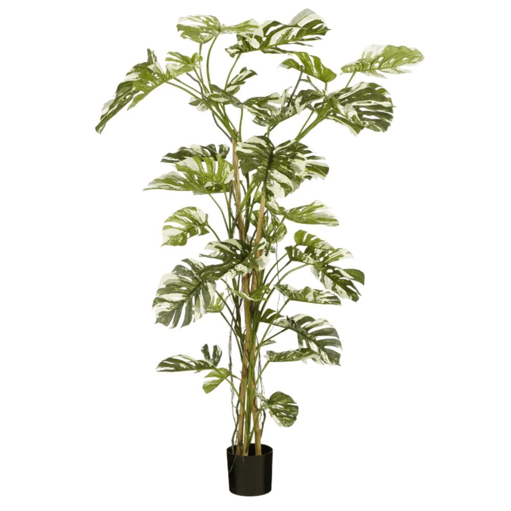 Mica Decorations Monstera In Pot Green - H190 x D145cm