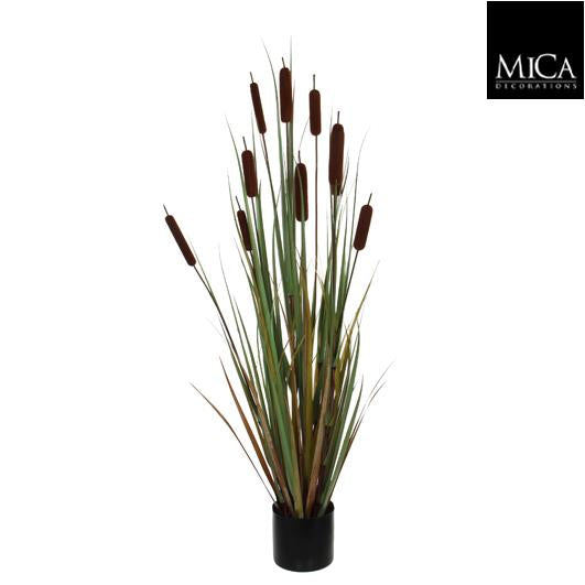 Reedmace In Plastic Pot Brown - H120Xd15Cm