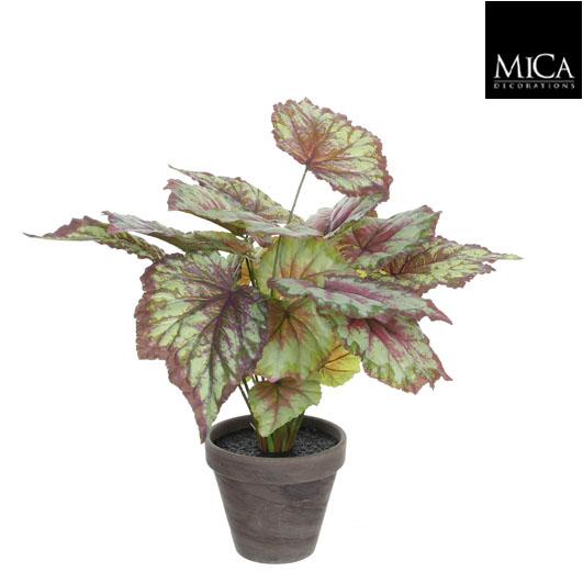 Begonia Red In Pot Stan Grey D13,5Cm - H40Xd38Cm