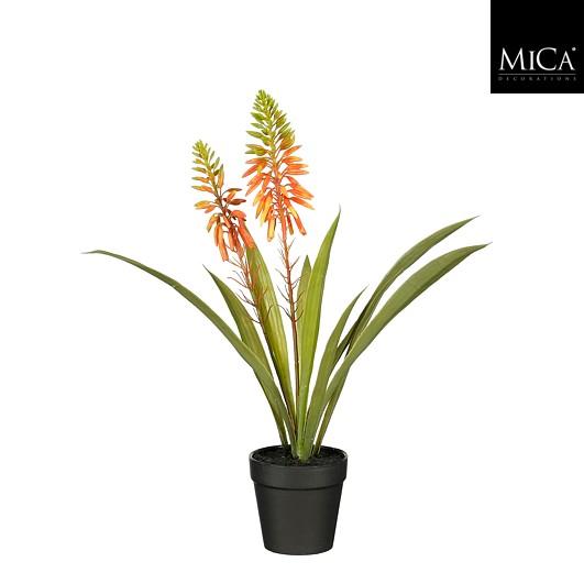 Aloe Vera In Pot Orange - H43Xd30,5Cm