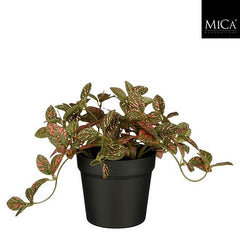 Fittonia In Pot Red - H16Xd16Cm