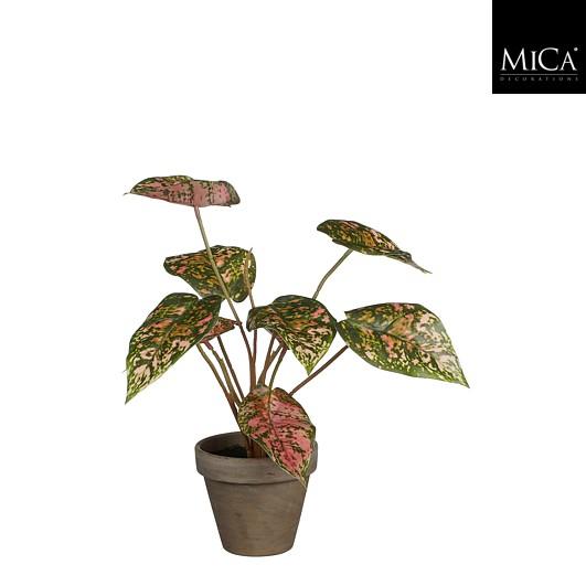 Caladium Red In Pot Stan Grey D9Cm - H28Xd21Cm