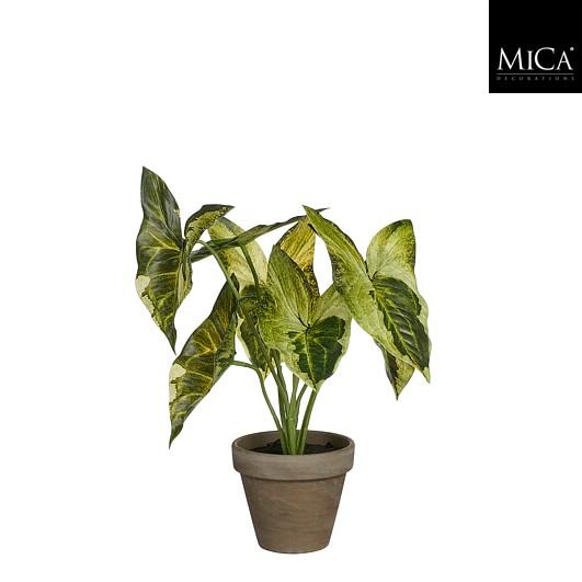 Syngonium Green In Pot Stan Grey D9Cm - H28Xd21Cm
