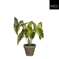 Syngonium Green In Pot Stan Grey D9Cm - H28Xd21Cm