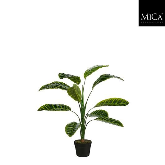 Calathea Zebrina In Pot Green - H90Xd60Cm