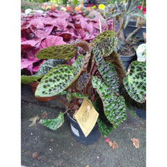P083239